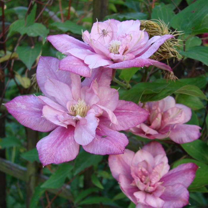 Powojnik Clematis Innocent Glance ® C2 E