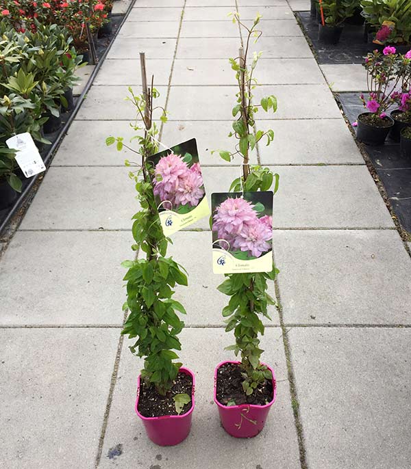 Powojnik Clematis Innocent Glance ® C2 E