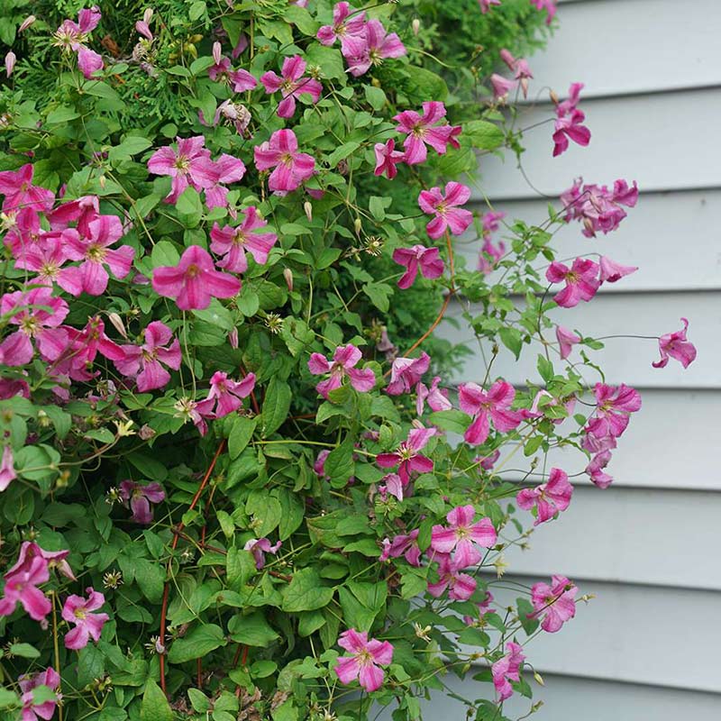 Powojnik Clematis Krakowiak C2 E