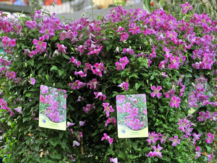 Powojnik Clematis Krakowiak C2 E