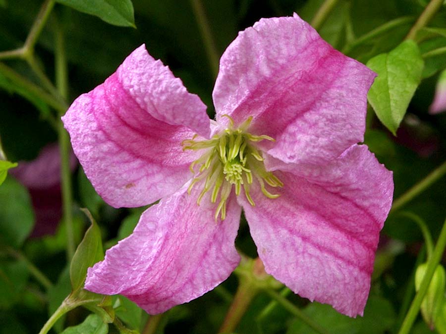 Powojnik Clematis Krakowiak C2 E