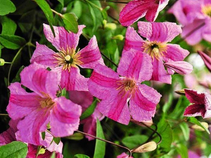 Powojnik Clematis Krakowiak C2 E