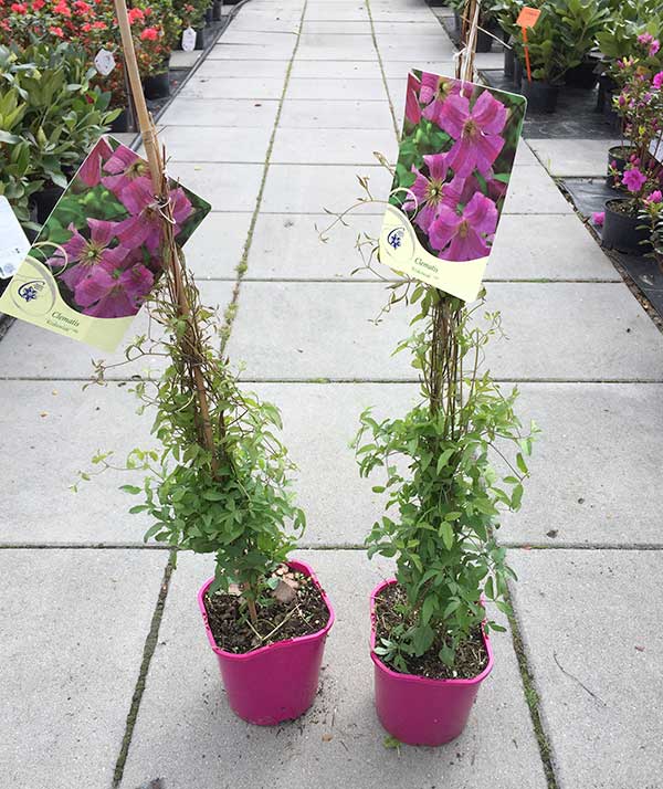 Powojnik Clematis Krakowiak C2 E