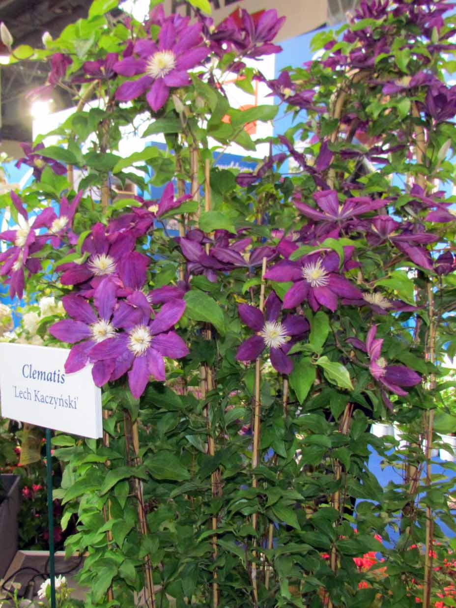 Powojnik Clematis Lech Kaczyński C2 E