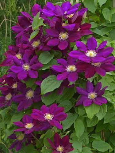 Powojnik Clematis Lech Kaczyński C2 E