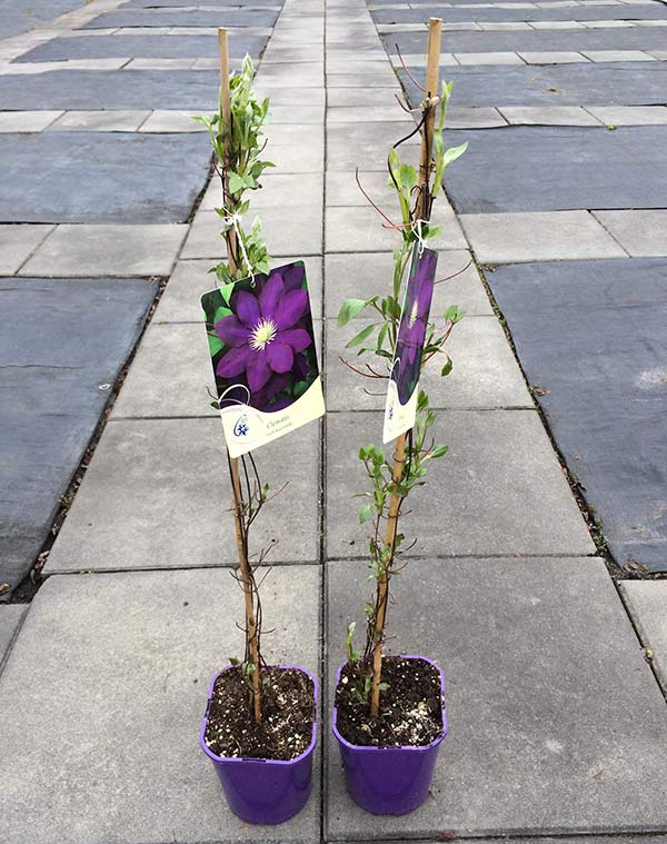 Powojnik Clematis Lech Kaczyński C2 E