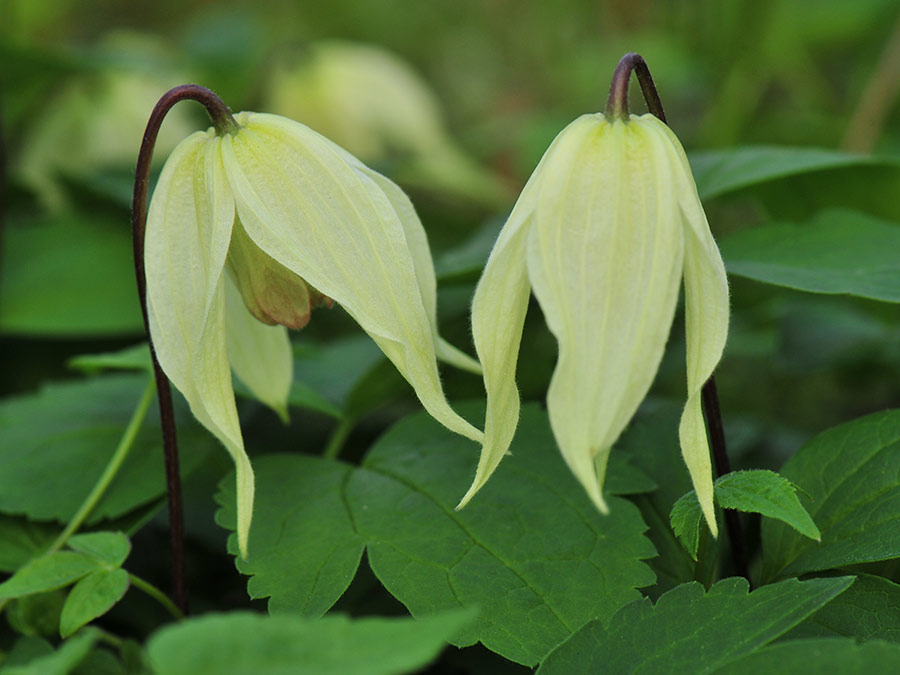 Powojnik Clematis Lemon Beauty ® C2 E