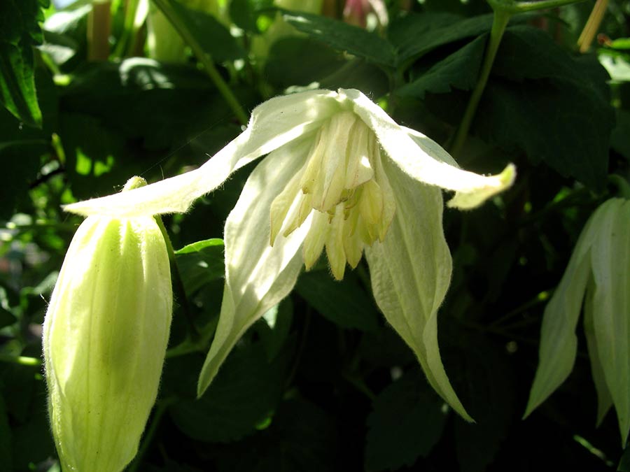 Powojnik Clematis Lemon Beauty ® C2 E