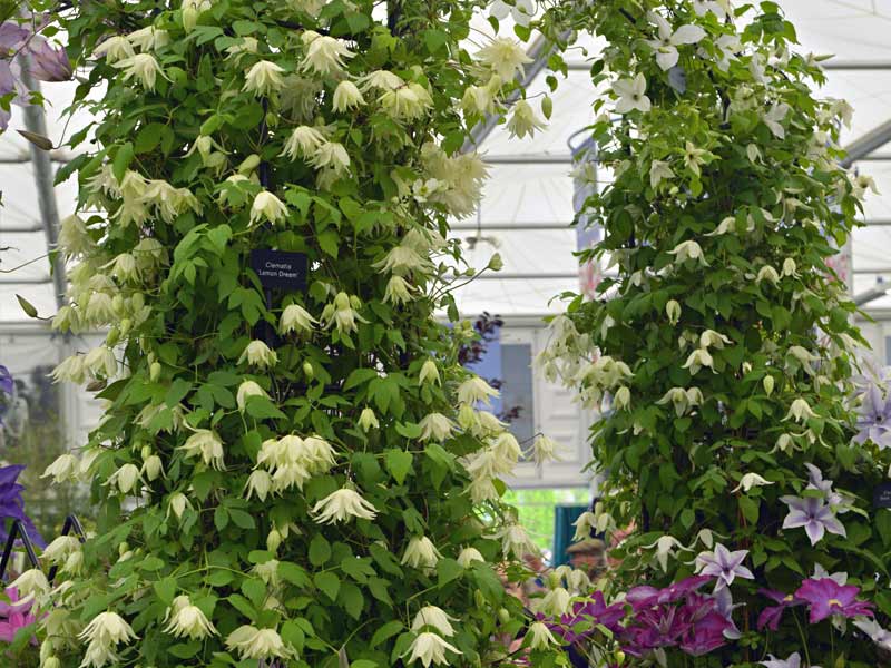 Powojnik Clematis Lemon Beauty ® C2 E