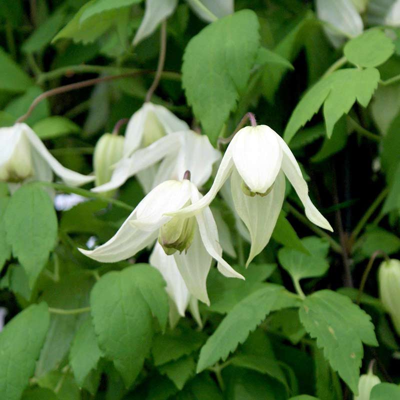 Powojnik Clematis Lemon Beauty ® C2 E