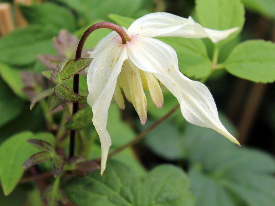 Powojnik Clematis Lemon Beauty ® C2 E