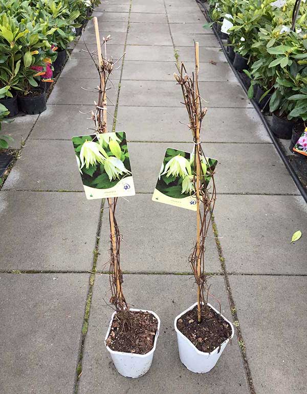 Powojnik Clematis Lemon Beauty ® C2 E