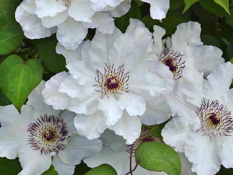 Powojnik Clematis Maria Kaczyńska C2 E