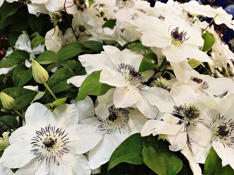 Powojnik Clematis Maria Kaczyńska C2 E