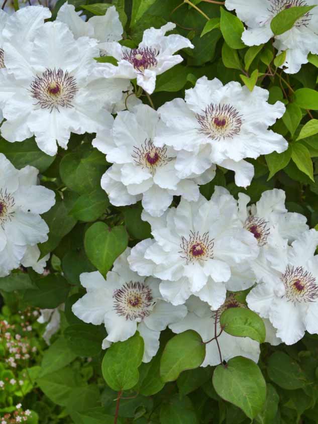 Powojnik Clematis Maria Kaczyńska C2 E