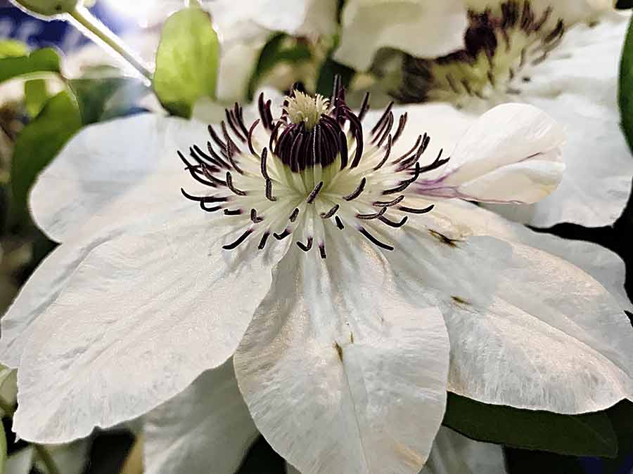Powojnik Clematis Maria Kaczyńska C2 E