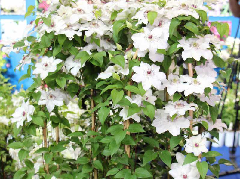 Powojnik Clematis Maria Kaczyńska C2 E