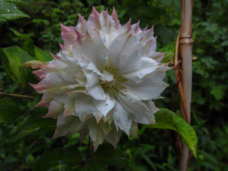 Powojnik Clematis Midori C2 E