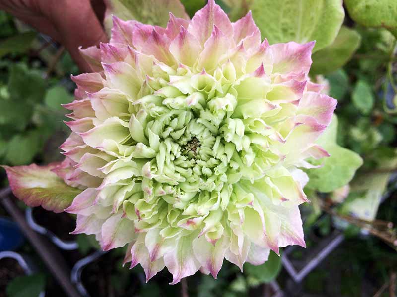 Powojnik Clematis Midori C2 E