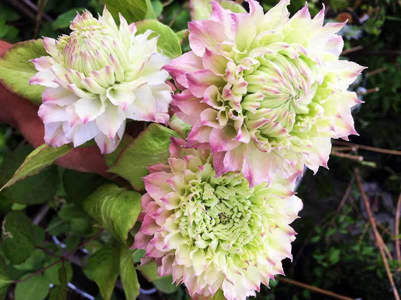 Powojnik Clematis Midori C2 E