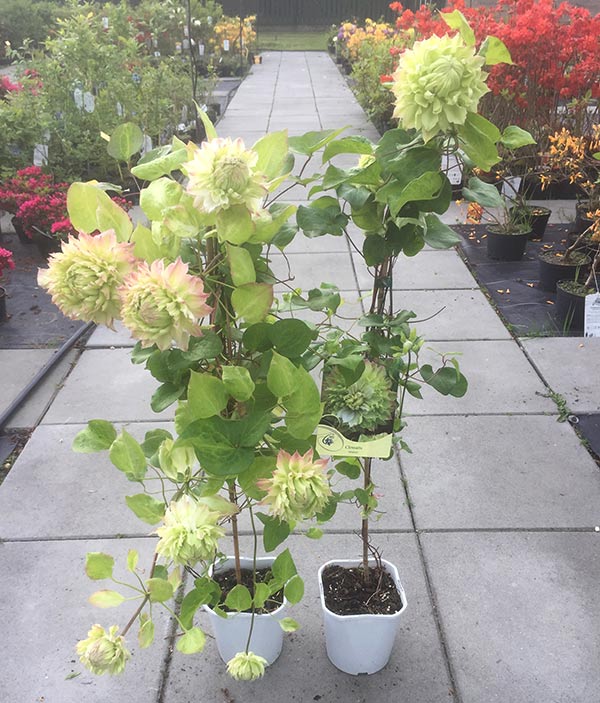 Powojnik Clematis Midori C2 E