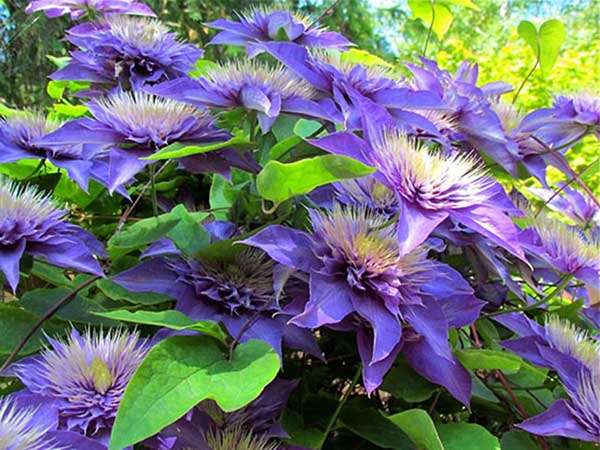 Powojnik Clematis Multi Blue C2 E