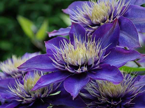 Powojnik Clematis Multi Blue C2 E