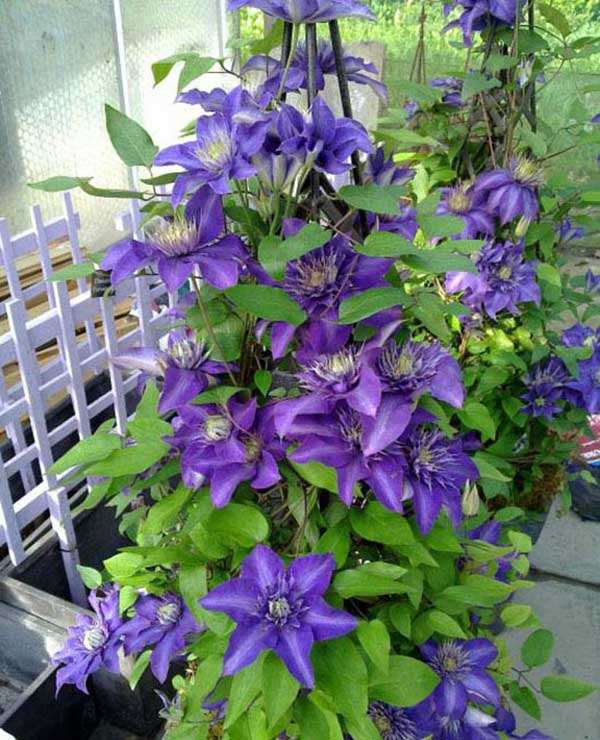 Powojnik Clematis Multi Blue C2 E