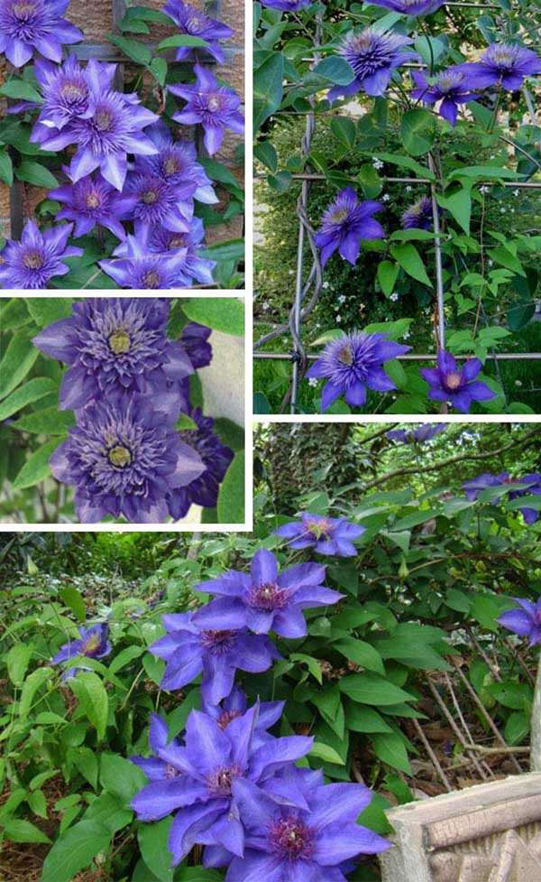 Powojnik Clematis Multi Blue C2 E