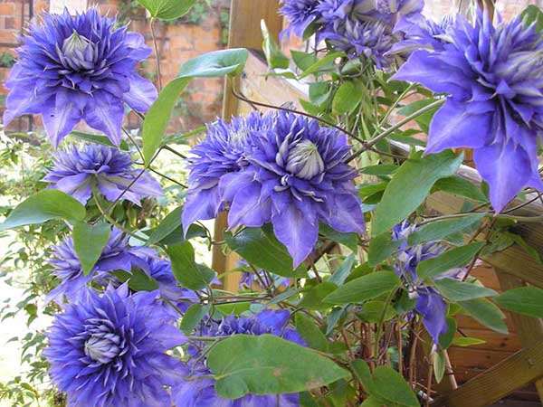 Powojnik Clematis Multi Blue C2 E