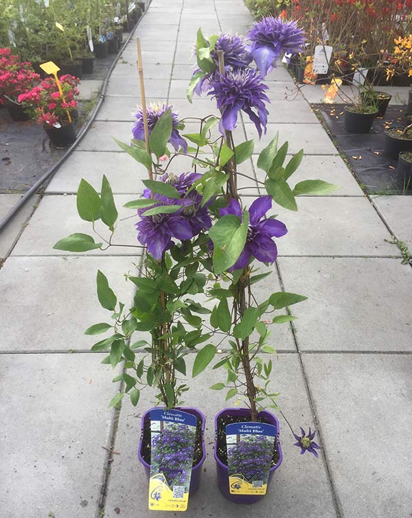 Powojnik Clematis Multi Blue C2 E