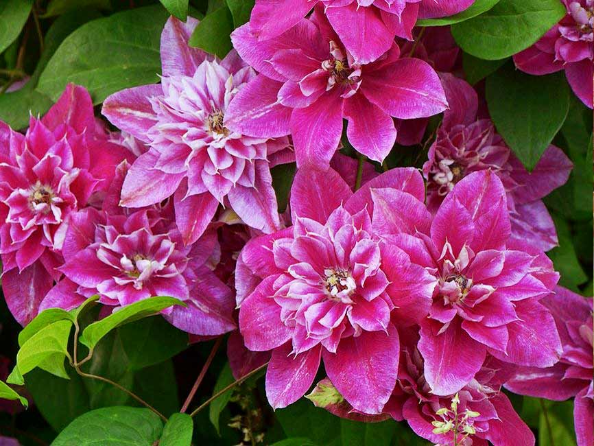 Powojnik Clematis My Darling ® C2 E
