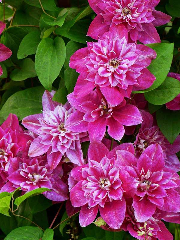 Powojnik Clematis My Darling ® C2 E