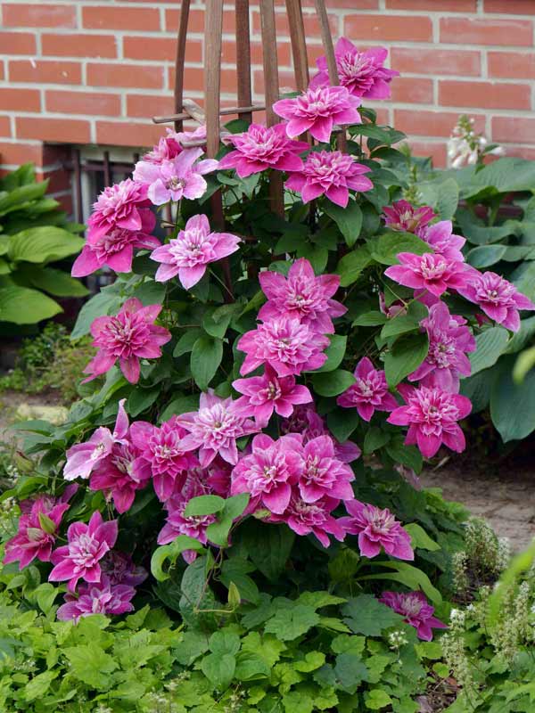 Powojnik Clematis My Darling ® C2 E