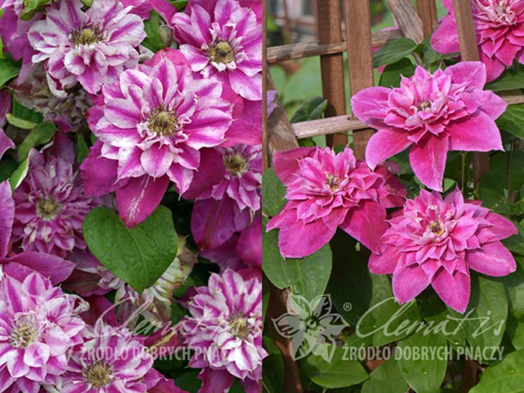 Powojnik Clematis My Darling ® C2 E
