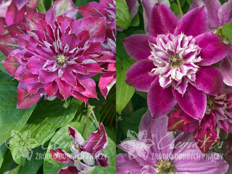 Powojnik Clematis My Darling ® C2 E