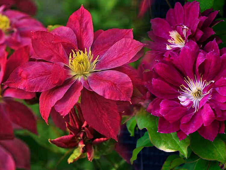 Powojnik Clematis Red Star C2 E