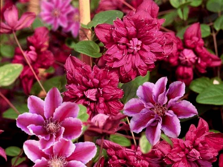 Powojnik Clematis Red Star C2 E