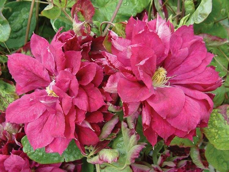 Powojnik Clematis Red Star C2 E