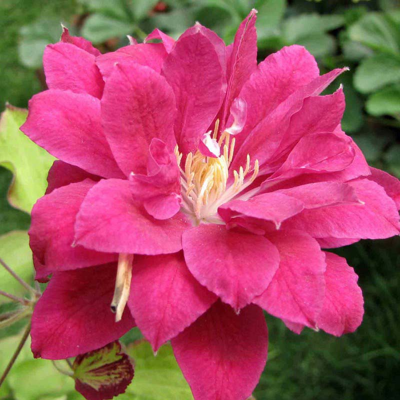 Powojnik Clematis Red Star C2 E