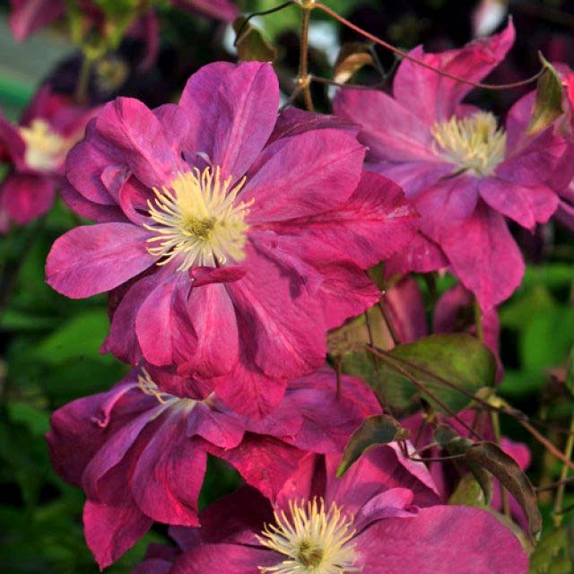 Powojnik Clematis Red Star C2 E