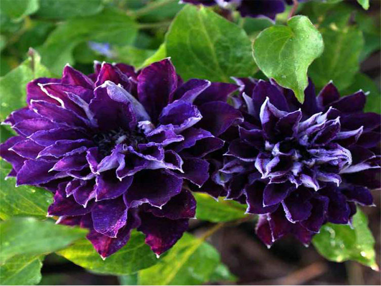Powojnik Clematis Shin-shigyoku C2 E