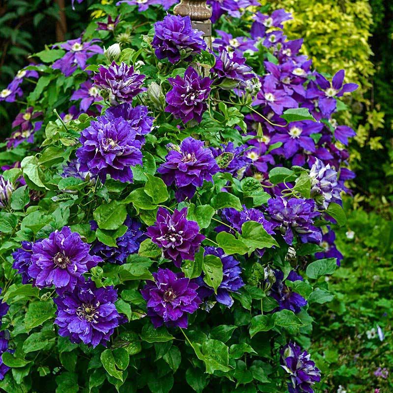 Powojnik Clematis Shin-shigyoku C2 E