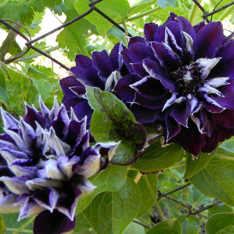 Powojnik Clematis Shin-shigyoku C2 E