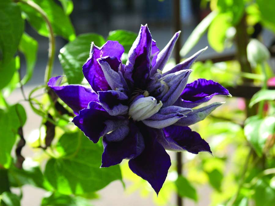 Powojnik Clematis Shin-shigyoku C2 E