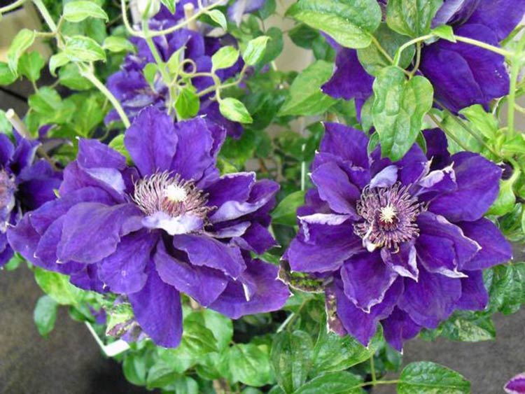 Powojnik Clematis Shin-shigyoku C2 E