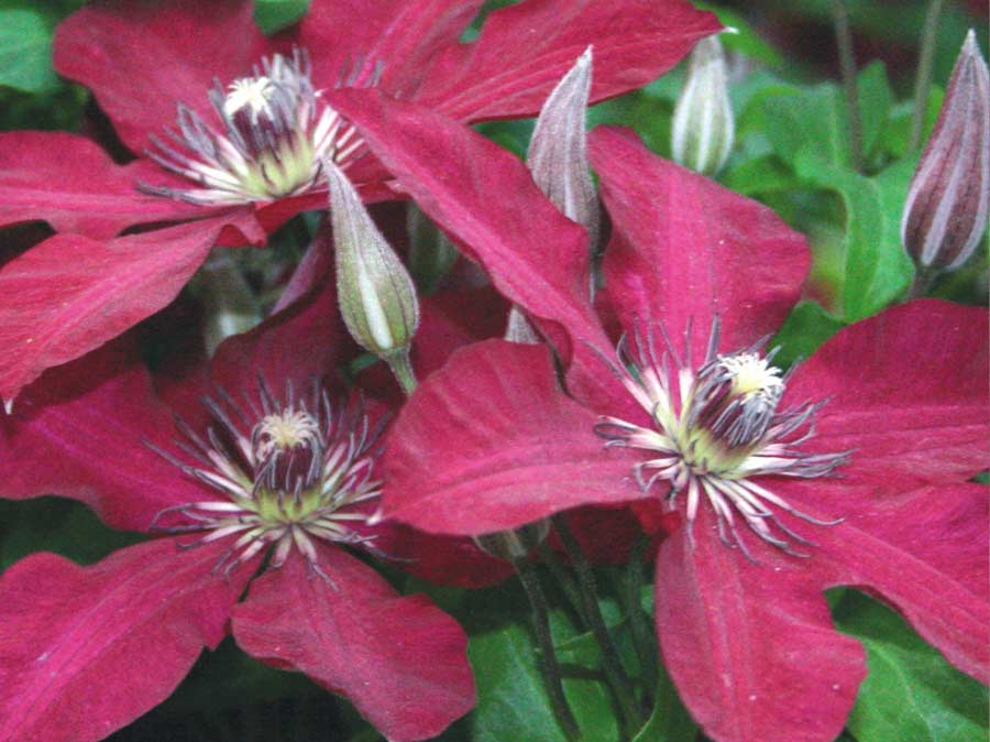 Powojnik Clematis Solidarność C2 E