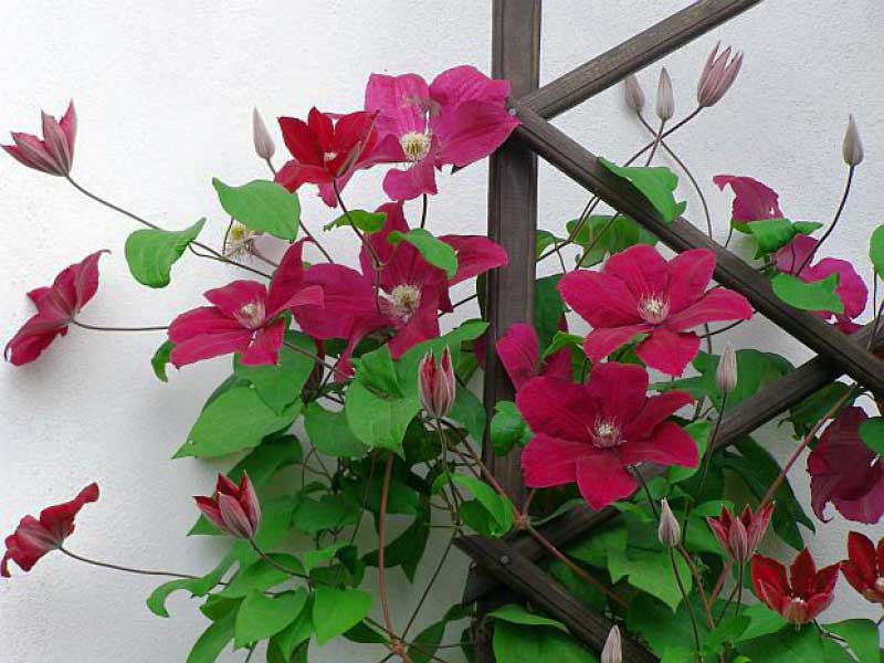 Powojnik Clematis Solidarność C2 E