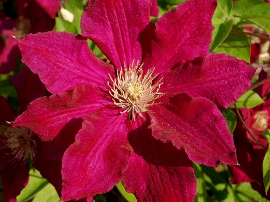 Powojnik Clematis Solidarność C2 E