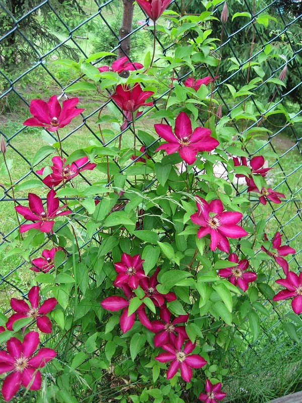 Powojnik Clematis Solidarność C2 E